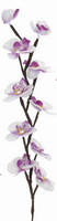 Orchidej svítící - bílá