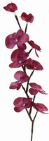Orchidej svítící - fialová